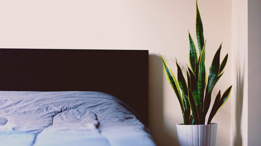 9 plantas de dormitorio que le ayudarán a dormir mejor cada noche