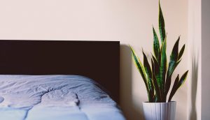 9 plantas de dormitorio que le ayudarán a dormir mejor cada noche