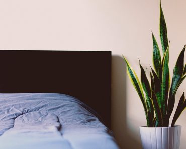 9 plantas de dormitorio que le ayudarán a dormir mejor cada noche