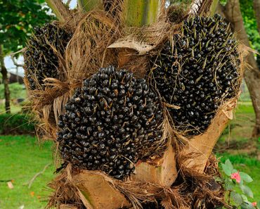 Las razones por las que el aceite de palma es tan controvertido