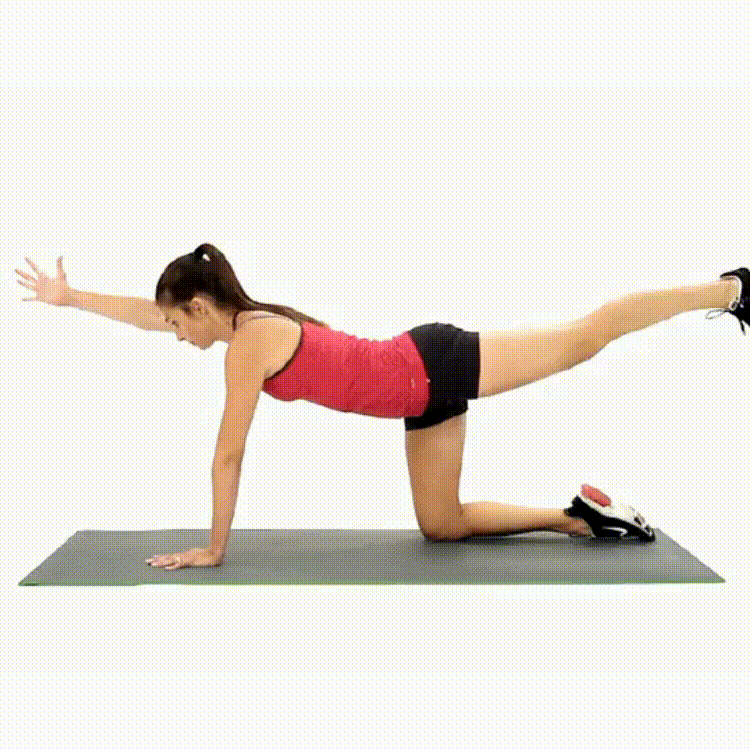 Dog-bird plank Full body workout routine in less than 15 minutes