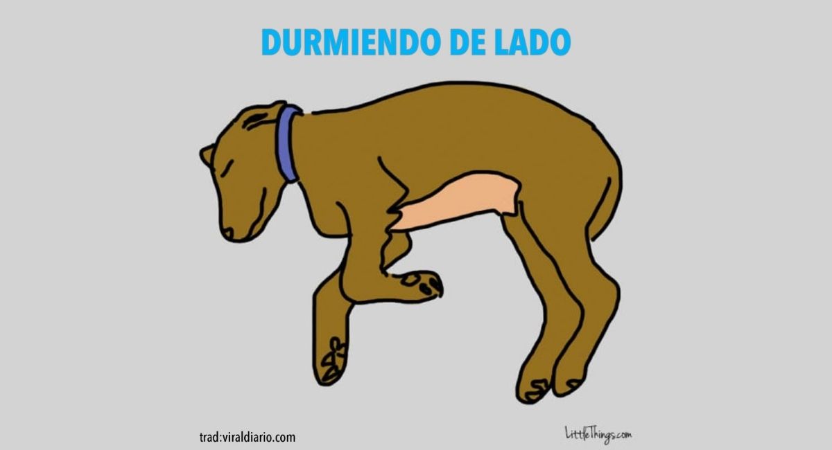 La posición en la que tu perro duerme revela secretos sobre su personalidad. ¡Increíble!