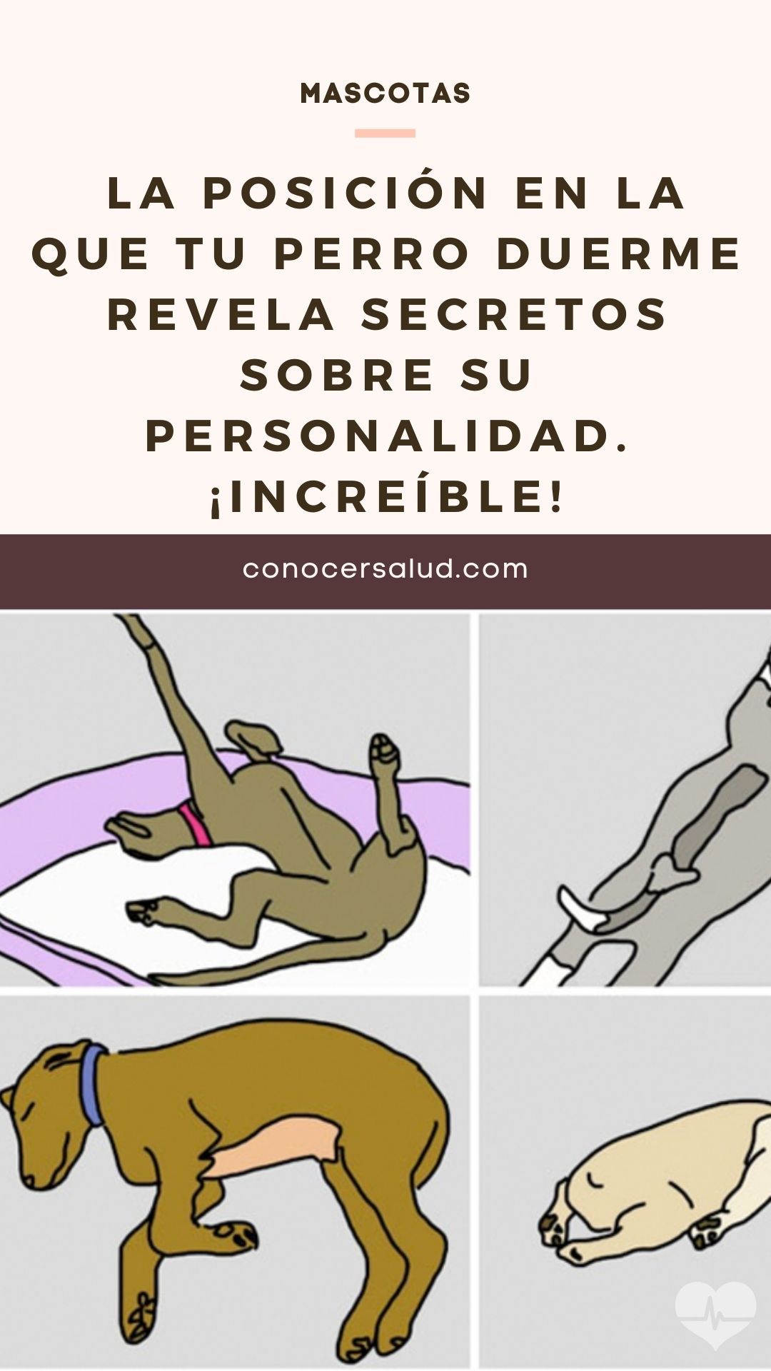 La posición en la que tu perro duerme revela secretos sobre su personalidad. ¡Increíble!