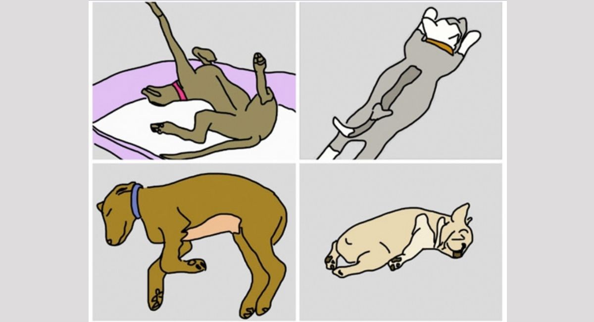 La posición en la que tu perro duerme revela secretos sobre su personalidad. ¡Increíble!