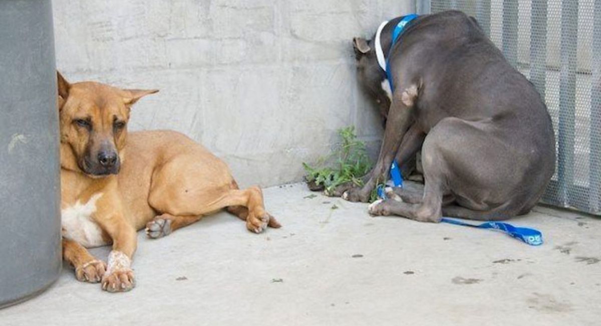 Head pressing: Si ve a su perro o gato haciendo esto, llévelo al veterinario INMEDIATAMENTE. Podría SALVAR SU VIDA