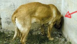 Head pressing: Si ve a su perro o gato haciendo esto, llévelo al veterinario INMEDIATAMENTE. Podría SALVAR SU VIDA