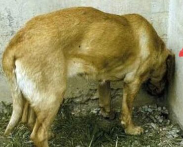 Head pressing: Si ve a su perro o gato haciendo esto, llévelo al veterinario INMEDIATAMENTE. Podría SALVAR SU VIDA