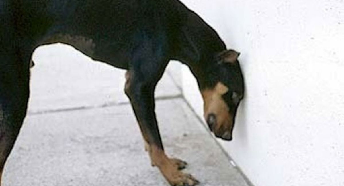 Head pressing: Si ve a su perro o gato haciendo esto, llévelo al veterinario INMEDIATAMENTE. Podría SALVAR SU VIDA