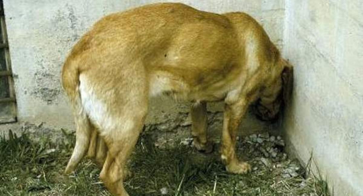 Head pressing: Si ve a su perro o gato haciendo esto, llévelo al veterinario INMEDIATAMENTE. Podría SALVAR SU VIDA