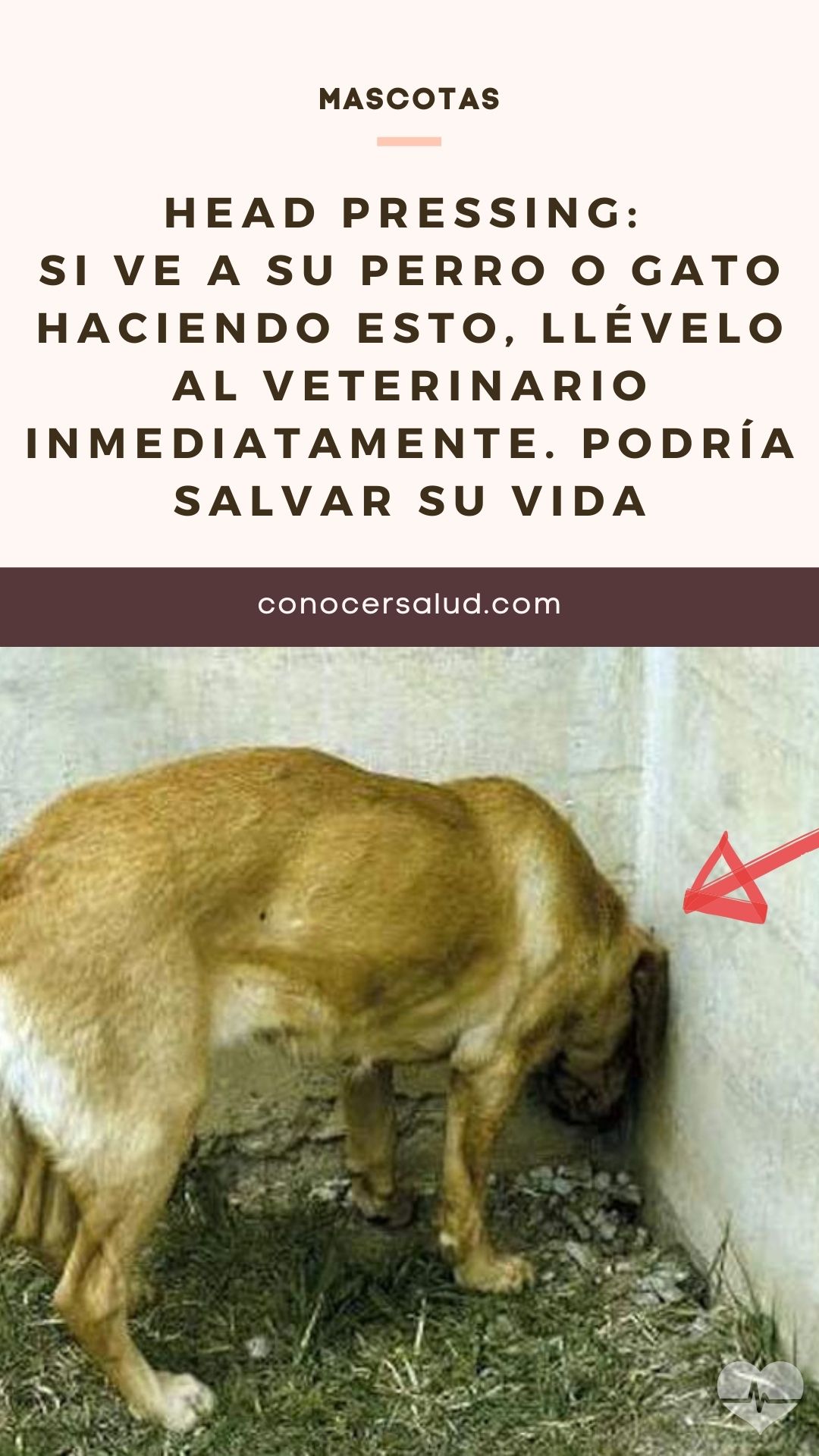 Head pressing: Si ve a su perro o gato haciendo esto, llévelo al veterinario INMEDIATAMENTE. Podría SALVAR SU VIDA