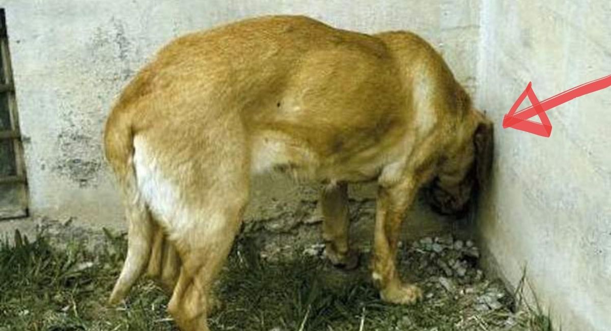 Head pressing: Si ve a su perro o gato haciendo esto, llévelo al veterinario INMEDIATAMENTE. Podría SALVAR SU VIDA