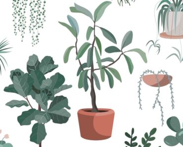 15 plantas de la suerte según el Feng Shui y dónde ponerlas en su casa