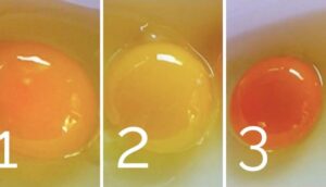 ¿Cuanto más oscura es la yema del huevo, mayor es su valor nutricional?