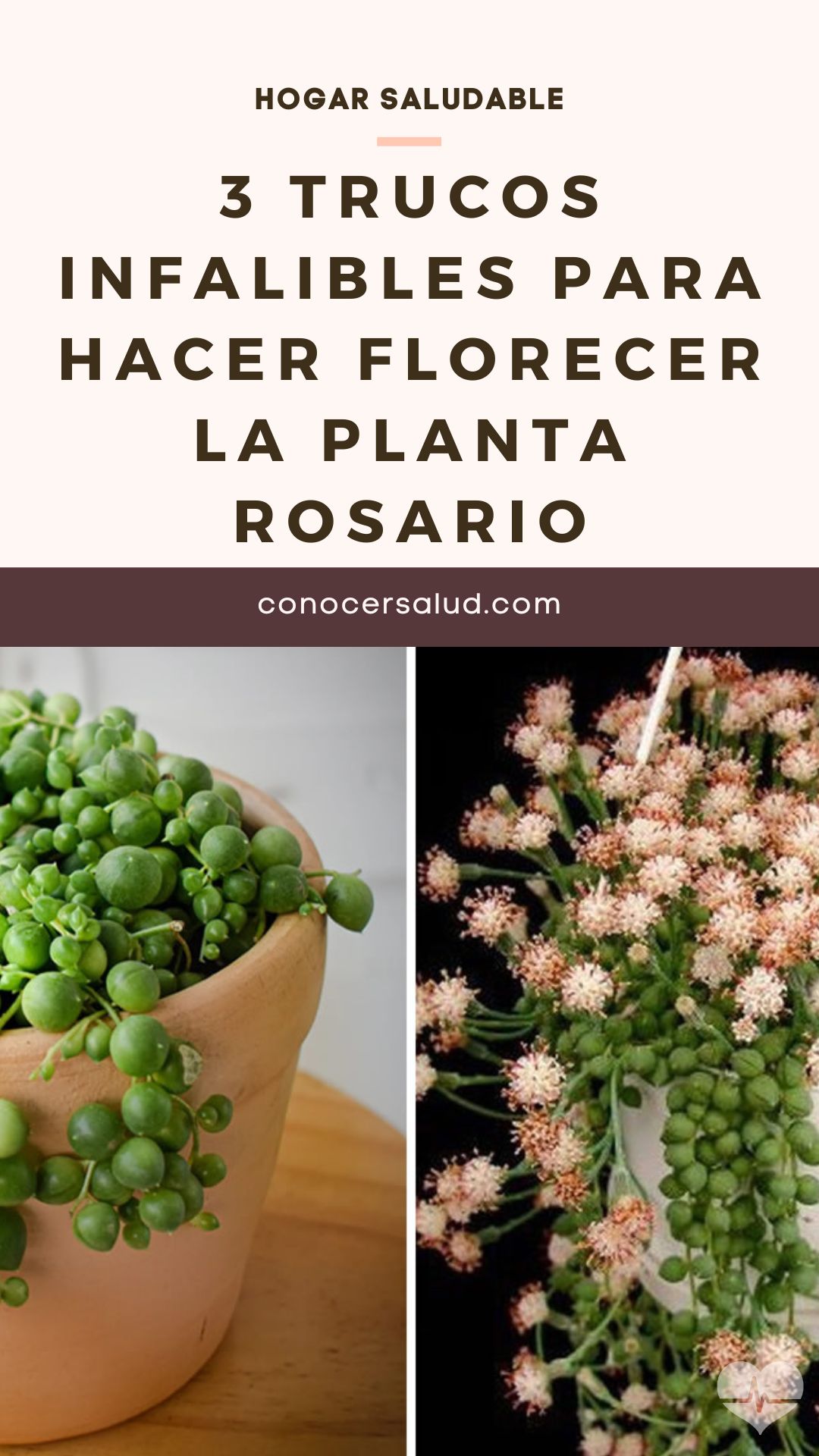 3 trucos infalibles para hacer florecer la planta rosario