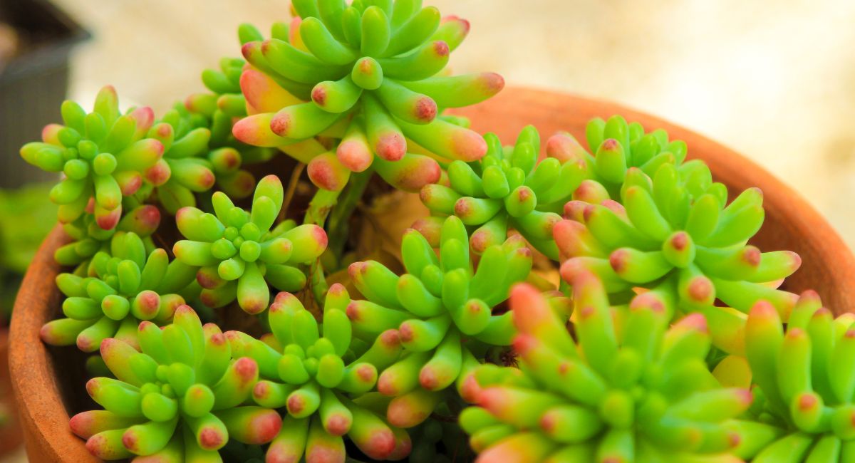 6 plantas suculentas que pueden reproducirse en el agua y no se pudren