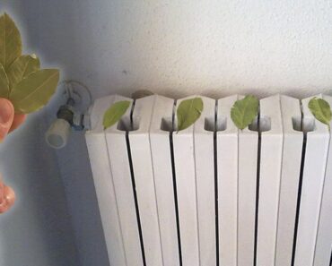 Cómo ahorrar dinero en invierno poniendo hojas de laurel en el radiador