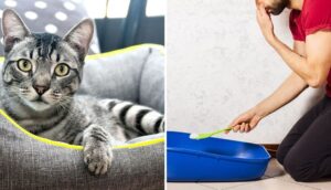 3 trucos eficaces para eliminar el fuerte olor a orina de gato
