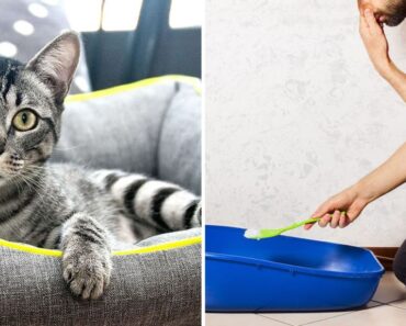 3 trucos eficaces para eliminar el fuerte olor a orina de gato 3 trucos eficaces para eliminar el fuerte olor a orina de gato