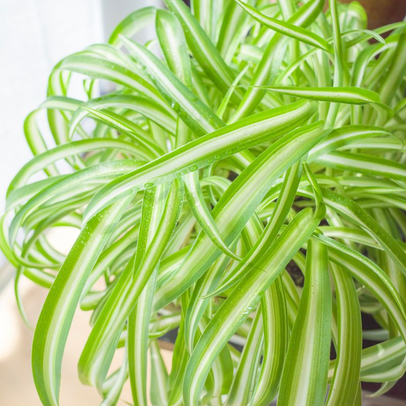 6 plantas que purifican el aire del hogar, eliminando toxinas, polvo y sustancias tóxicas