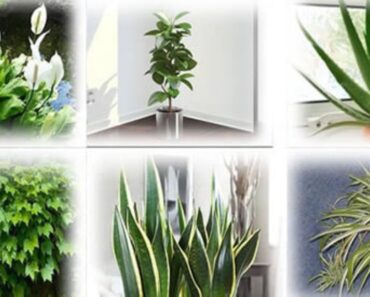 6 plantas que purifican el aire del hogar, eliminando toxinas, polvo y sustancias tóxicas 6 plantas que purifican el aire del hogar, eliminando toxinas, polvo y sustancias tóxicas