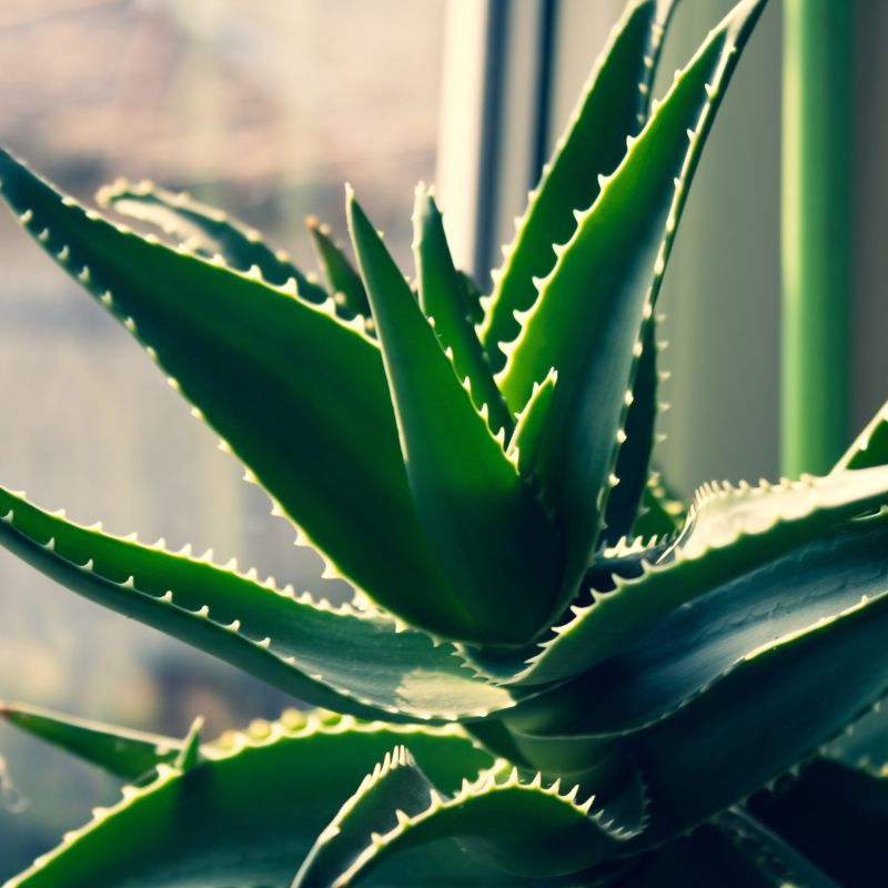 6 plantas que purifican el aire del hogar, eliminando toxinas, polvo y sustancias tóxicas