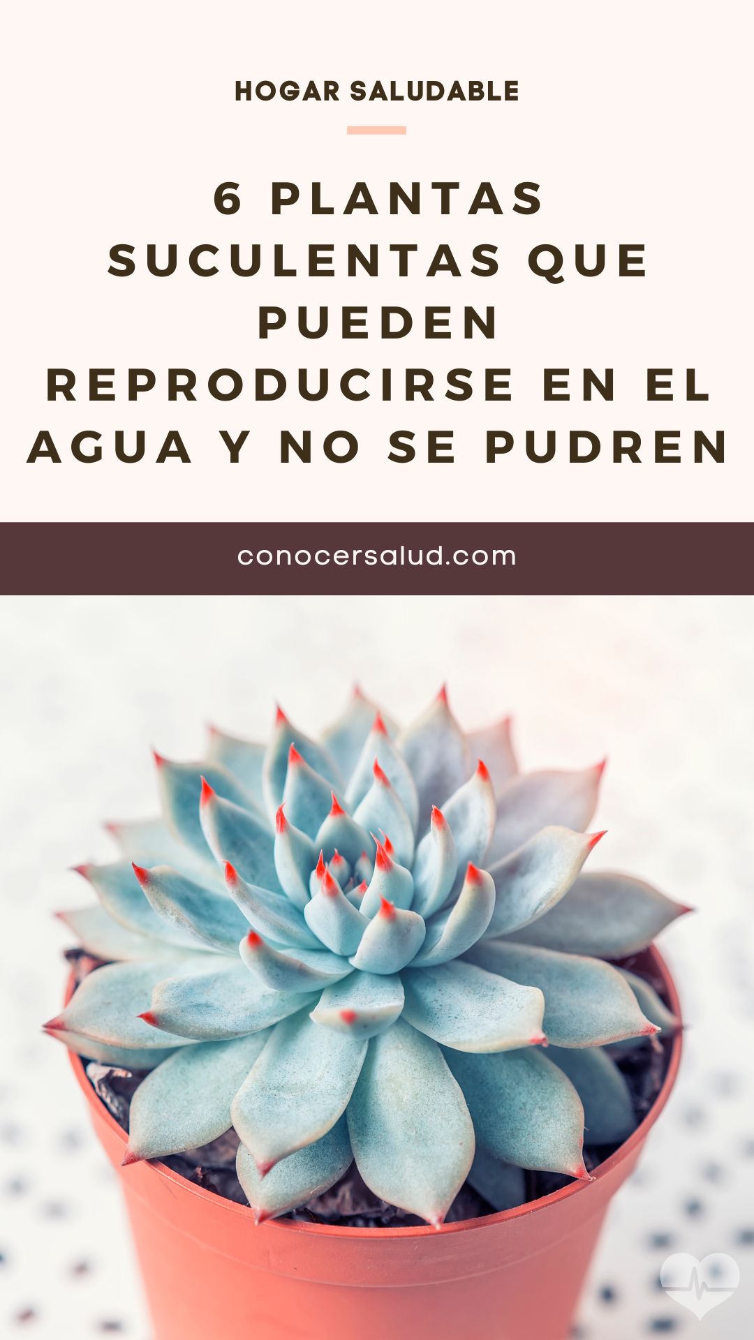 6 plantas suculentas que pueden reproducirse en el agua y no se pudren