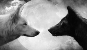 La parábola de los dos lobos: un antiguo cuento cheroqui que nos hará madurar