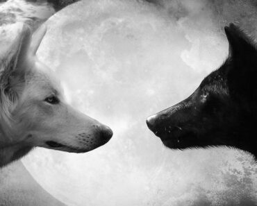 La parábola de los dos lobos: un antiguo cuento cheroqui que nos hará madurar La parábola de los dos lobos: un antiguo cuento cheroqui que nos hará madurar