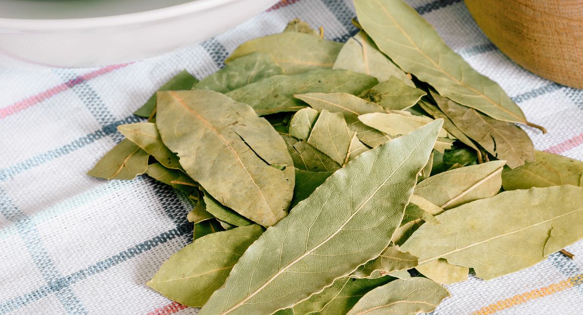 Hojas de laurel en la nevera y otros trucos para aprovechar las maravillas de esta planta