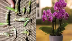 Cómo reproducir una orquídea a partir de una hoja