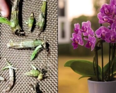 Cómo reproducir una orquídea a partir de una hoja