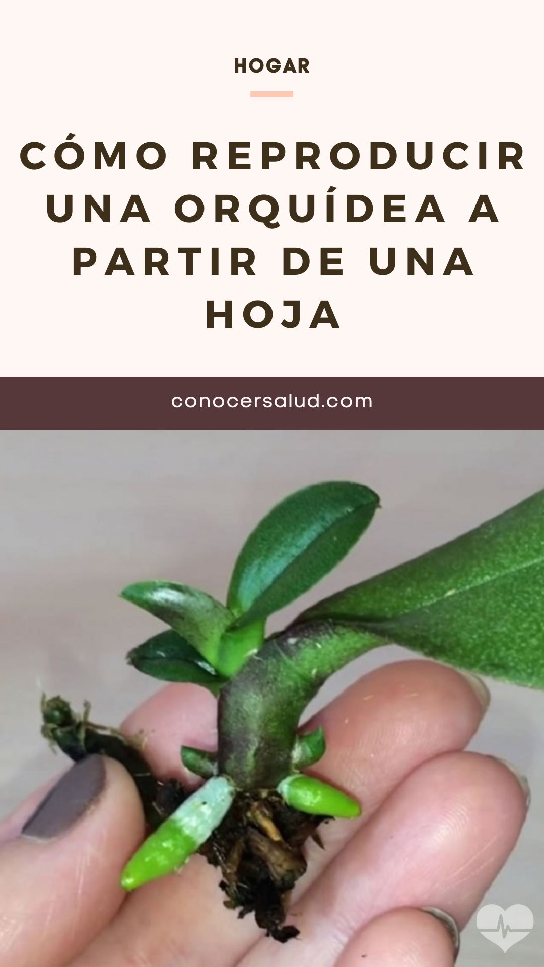 Cómo reproducir una orquídea a partir de una hoja