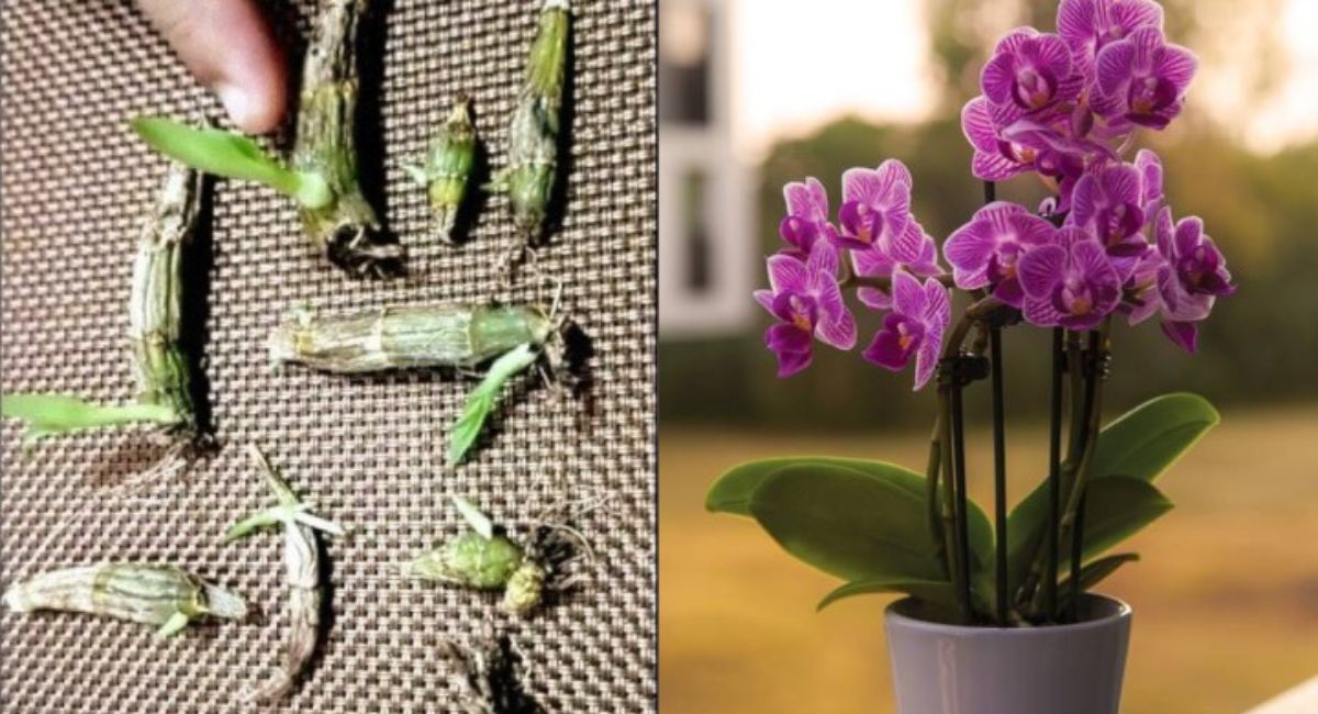 Cómo reproducir una orquídea a partir de una hoja