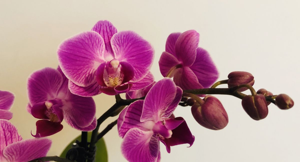 9 plantas que emiten oxígeno incluso de noche