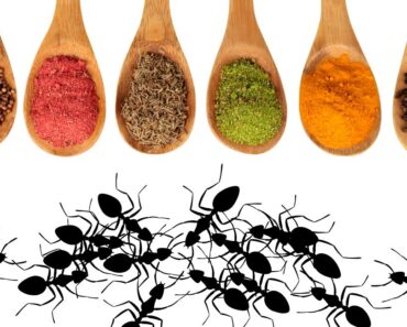 11 Maneras naturales de deshacerse de las hormigas: ¡Detenga la marcha de las hormigas hoy mismo!