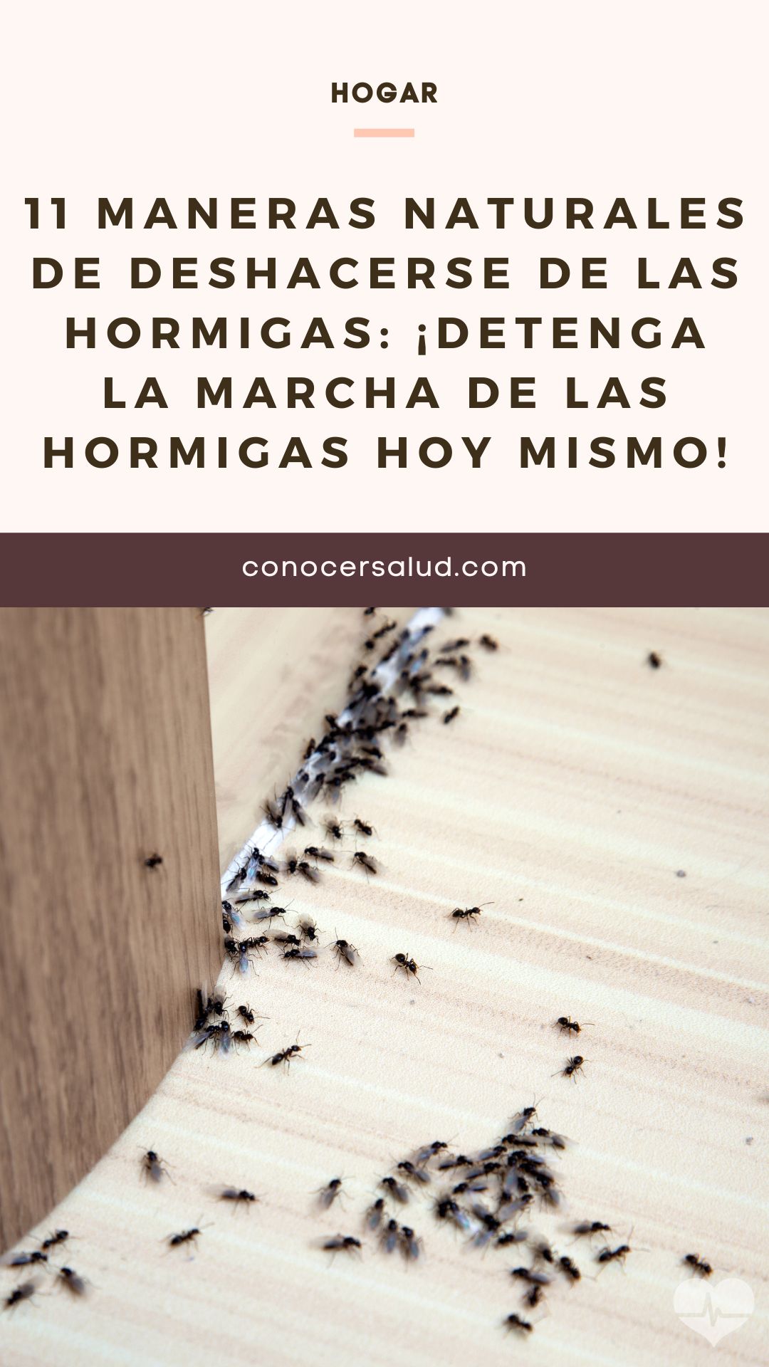 11 Maneras naturales de deshacerse de las hormigas: ¡Detenga la marcha de las hormigas hoy mismo!