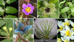 9 plantas que emiten oxígeno incluso de noche