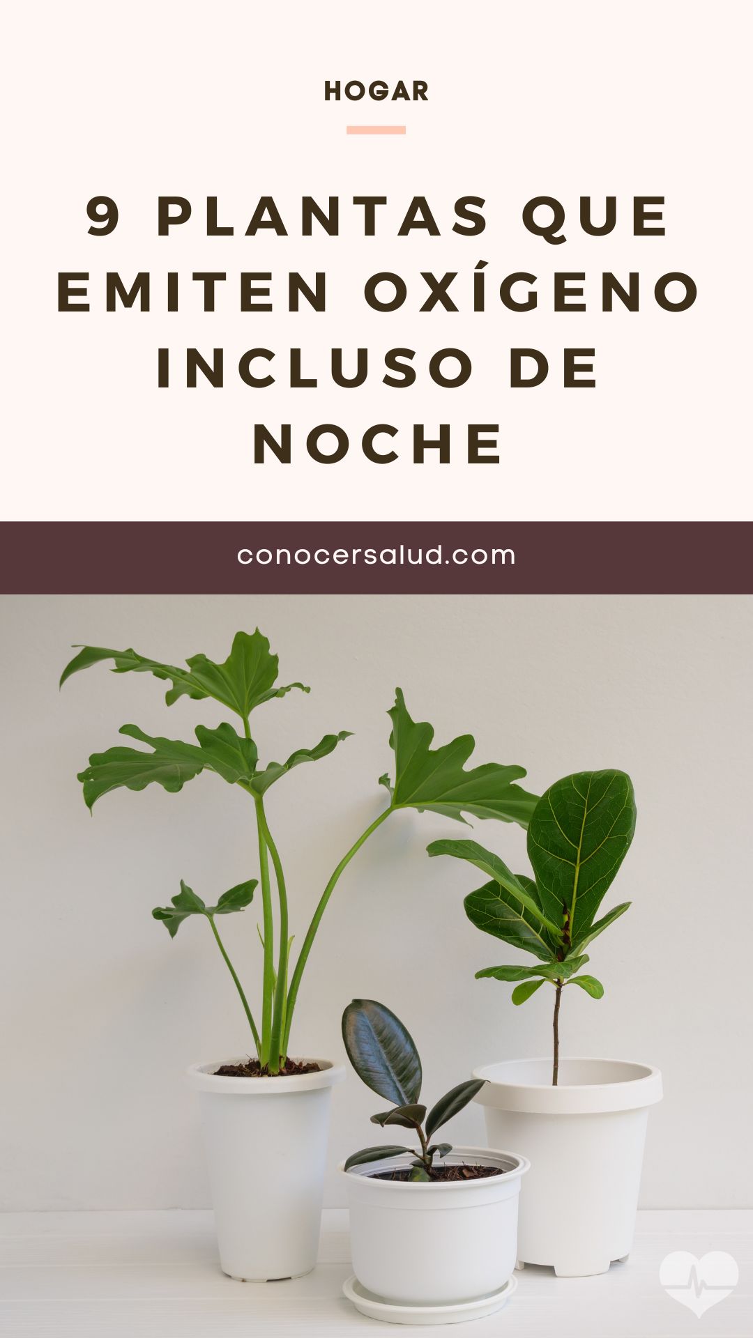 9 plantas que emiten oxígeno incluso de noche