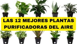 12 de las mejores plantas para un aire interior más limpio