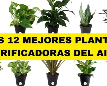 12 de las mejores plantas para un aire interior más limpio