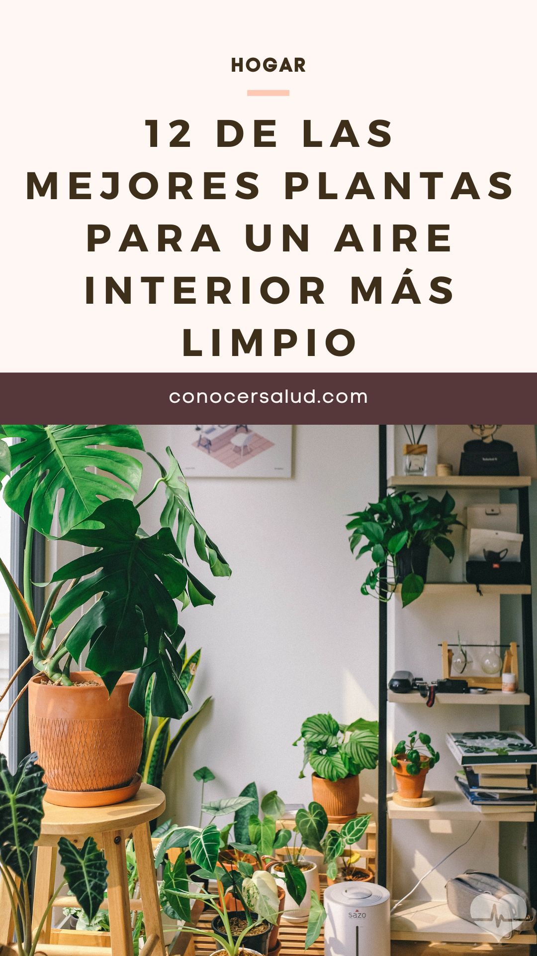 12 de las mejores plantas para un aire interior más limpio