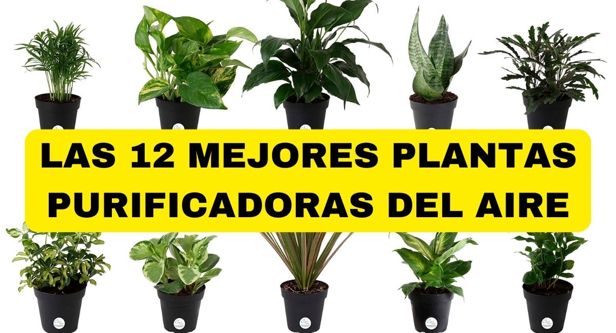 12 de las mejores plantas para un aire interior más limpio